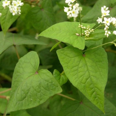 Tatarischer Buchweizen