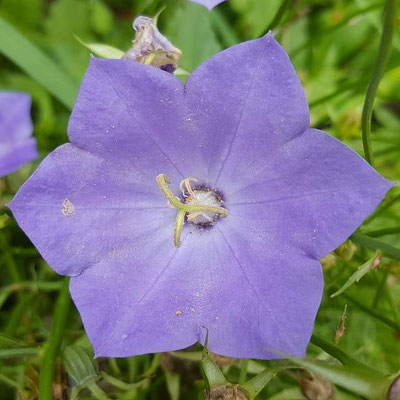 Campanula carpatica