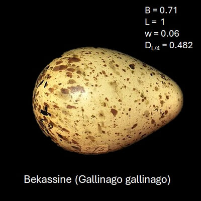 Ei der Bekassine (Gallinago gallinago)