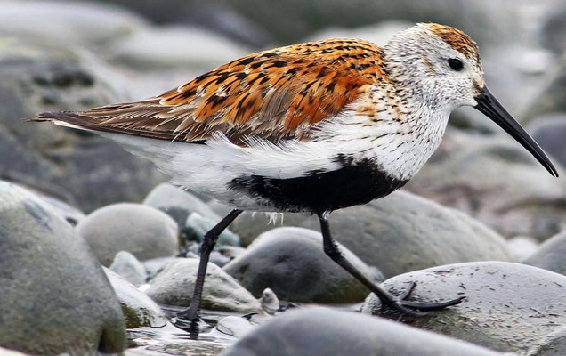 Alpenstrandläufer (Calidris alpina)