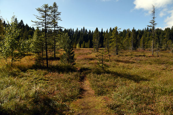 Nr. 308 / 2019 / Etang de la Gruère / 6016 x 4000 / JPG Datei