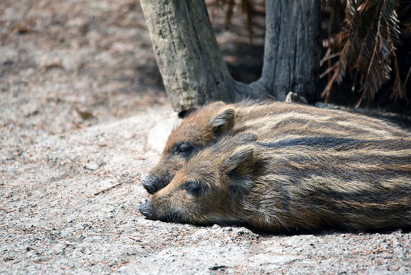 Nr. 6314 / 2015 / Tierpark Langenberg / 6016 x 4016 / JPG-Datei 