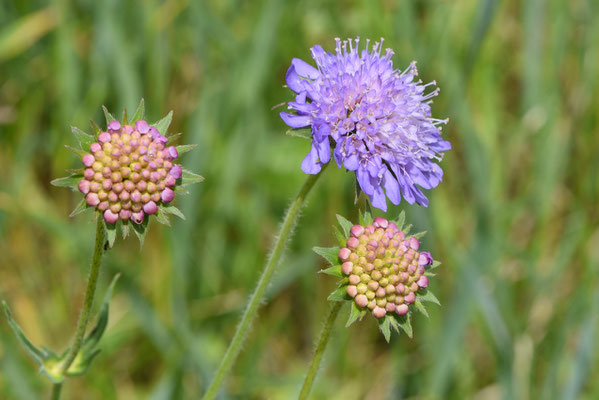 2020, Woche 19, Witwenblume