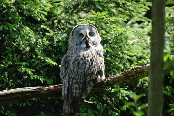 Nr. 6202 / 28.05.2011 / Tierpark Arth-Goldau / 3872 x 2592 / JPG-Datei 