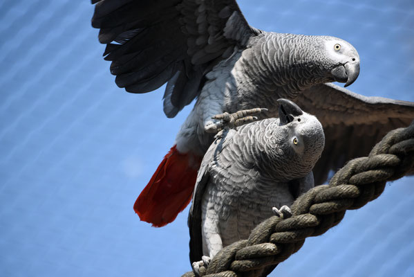 Woche 18, Zoo Zürich