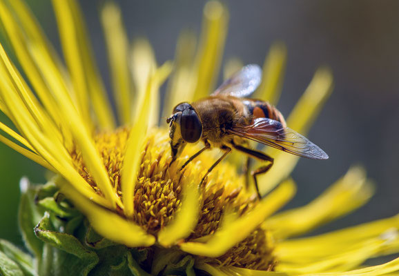 Woche 30 / Wildbiene