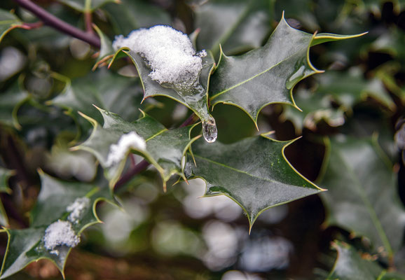 Woche 8 / Stechpalme