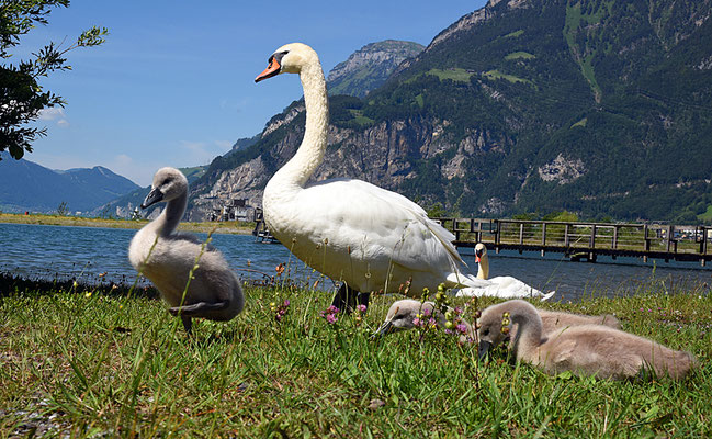 5185 /  Woche 25 / Urnersee bei der Einmündung der Reuss, Schwanenfamilie