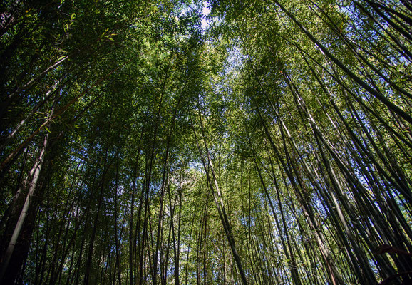 Woche 26 / Im Bambuswald