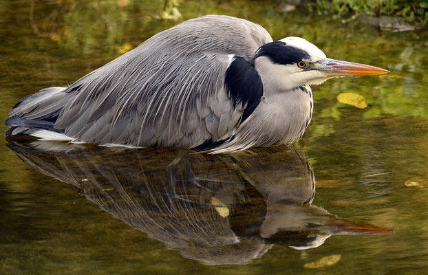 2019 Woche 51, Graureiher am Fischen