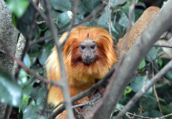 Woche 12 / Zoo Zürich
