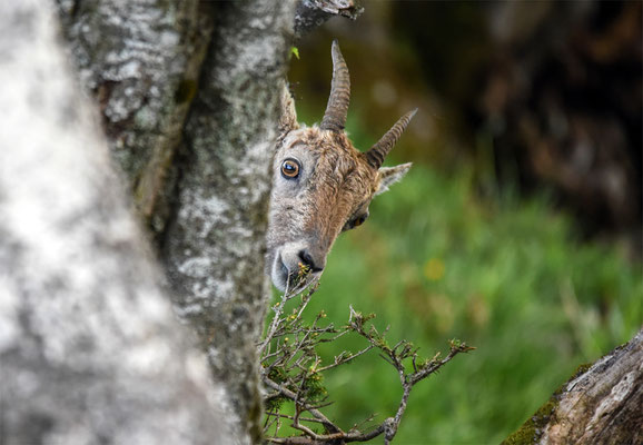 Woche 23 / Steinbock, Creux de Van