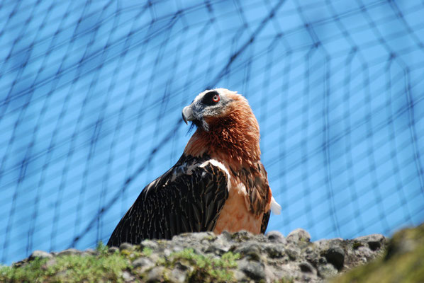 Nr. 6200 / 28.05.2011 / Tierpark Arth-Goldau / 3872 x 2592 / JPG-Datei 