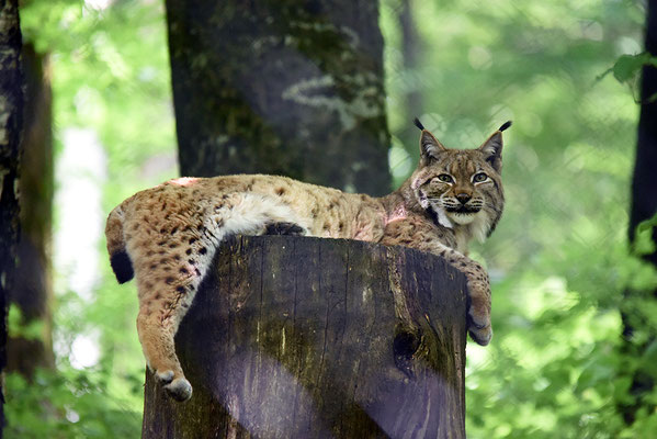 Nr. 6312 / 2015 / Tierpark Langenberg / 6016 x 4016 / JPG-Datei 