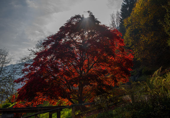 Woche 44 / Ahorn im Gegenlicht