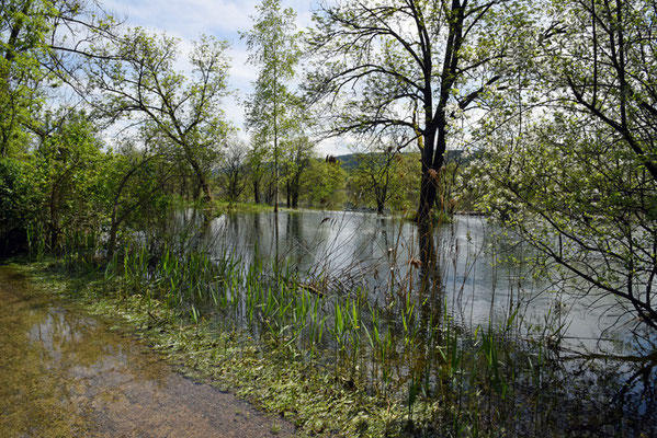 Nr. 5120 / Woche 20 / Hochwasser am Greifensee, Fällanden