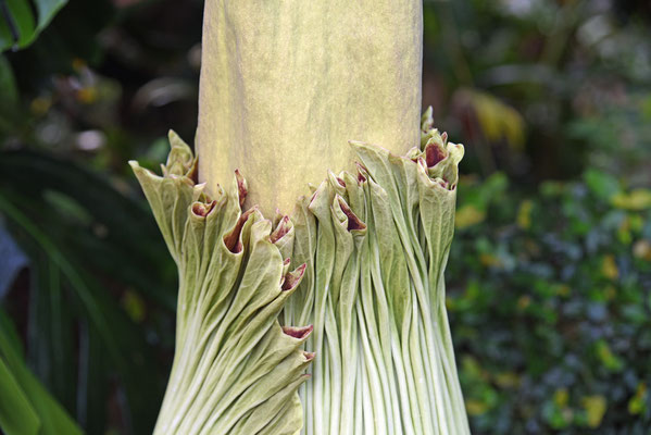 2019, Woche 17, Titanwurz im Botanischen-Garten in Zürich