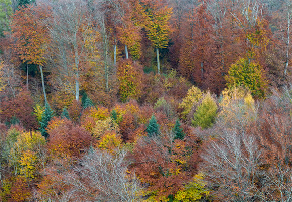 Woche 46 / Herbstbild