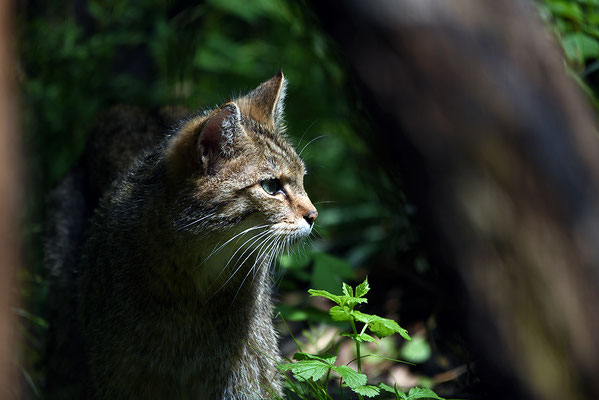 Nr. 6320 / 2015 / Tierpark Langenberg / 6016 x 4016 / JPG-Datei 