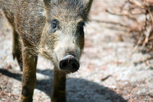 Nr. 6317 / 2015 / Tierpark Langenberg / 6016 x 4016 / JPG-Datei 