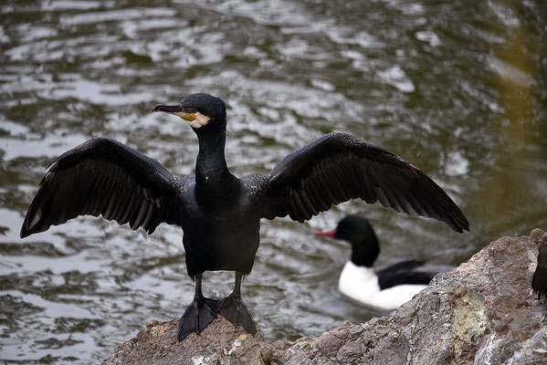 Nr. 6214 / 2016 / Tierpark Arth-Goldau / 6016 x 4016 / JPG-Datei 