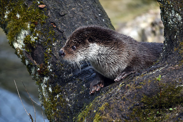 Nr. 6224 / 2016 / Tierpark Arth-Goldau / 6016 x 4016 / JPG-Datei 