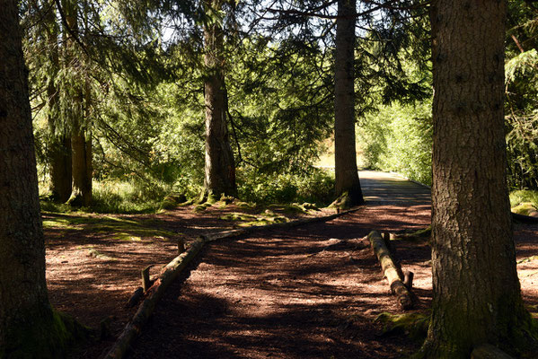 Nr. 316 / 2019 / Etang de la Gruère / 6016 x 4000 / JPG Datei