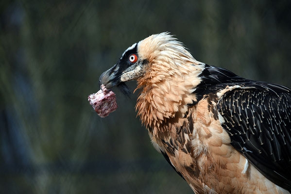 Nr. 6212 / 2016 / Tierpark Arth-Goldau / 6016 x 4016 / JPG-Datei 