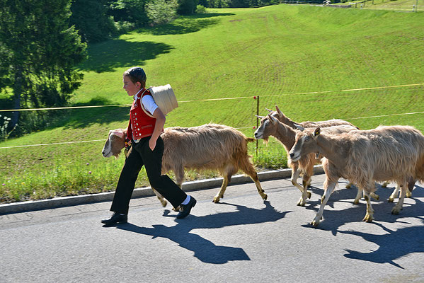 5222 / Woche 22 / Alpaufzug Schwägalp