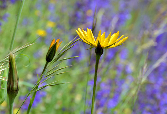 Nr. 5019 / Woche 19 / Kybur, Blumenwiese Burggraben / 6000 x 4000 / JPG-Datei 