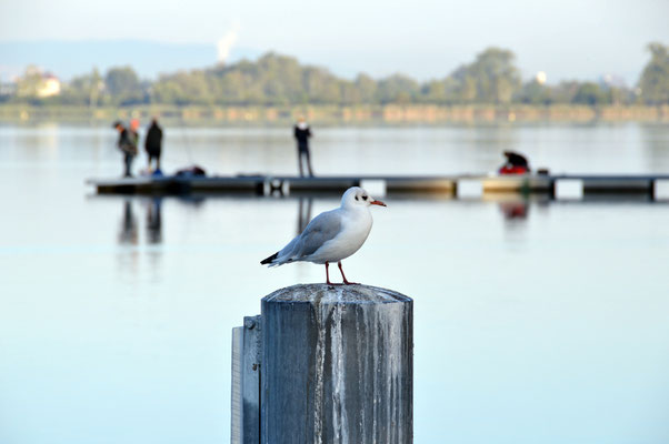 Nr. 247 / 2017 / Greifensee / 6016 x 4000 / JPG Datei