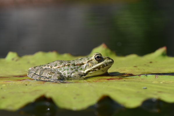 2019 Woche 31, Seefrosch auf Seerosenblatt