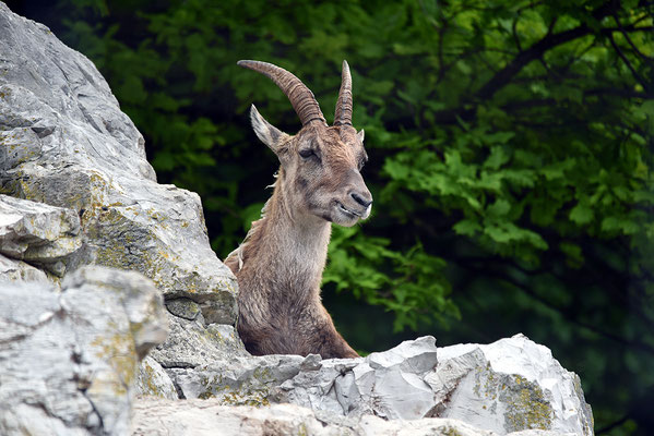 Nr. 6310 / 2015 / Tierpark Langenberg / 6016 x 4016 / JPG-Datei 