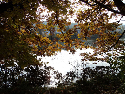 Nr. 266 / 30.10.2011 / Halbinsel Au, Wädenswil, Ausee, Blick Richtung Süden - West / 4000 x 3000 / JPG Datei