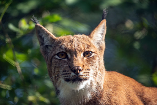 2020, Woche 39, Luchs im Tierpark Goldau