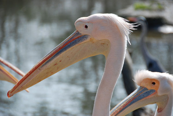 Nr. 6054 / 24.03.2012 / Basler Zoo / 3872 x 2592 / JPG-Datei 