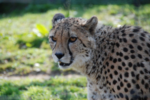 Nr. 6062 / 24.03.2012 / Basler Zoo / 3872 x 2592 / JPG-Datei 