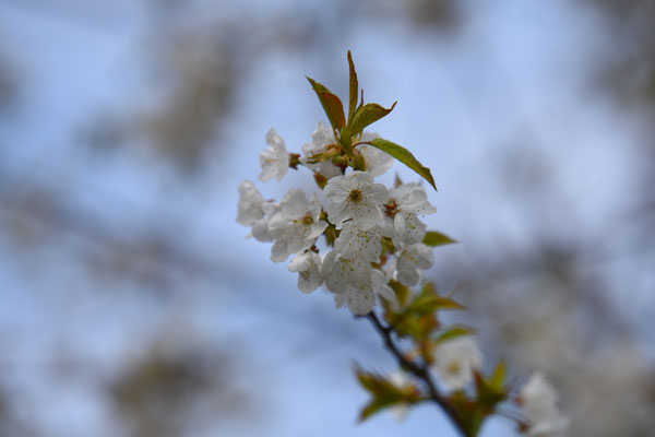 2019, Woche 16, Kirschbaumblüten