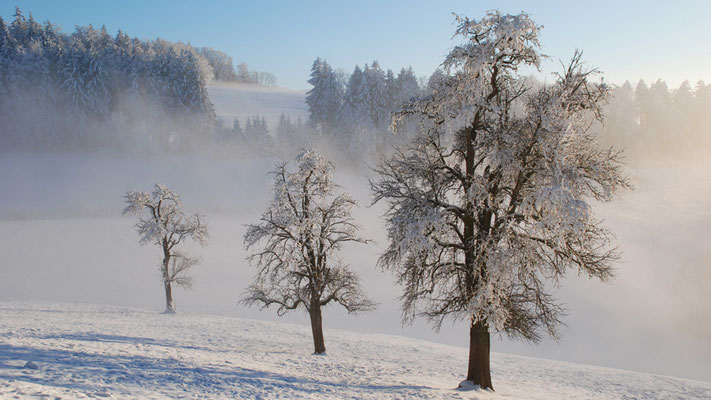 Nr. 304 / 11.01.09 / Albis Felsenegg Gratstrasse / 3872 x 2592 / JPG-Datei / NEF File