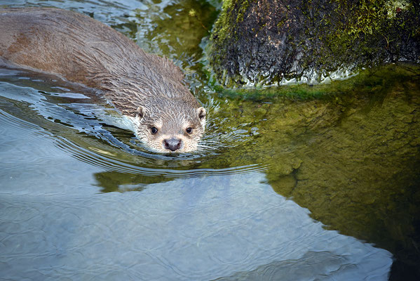 Nr. 6227 / 2016 / Tierpark Arth-Goldau / 6016 x 4016 / JPG-Datei 