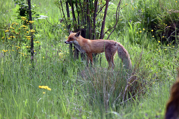 Nr. 6322 / 2015 / Tierpark Langenberg / 6016 x 4016 / JPG-Datei 