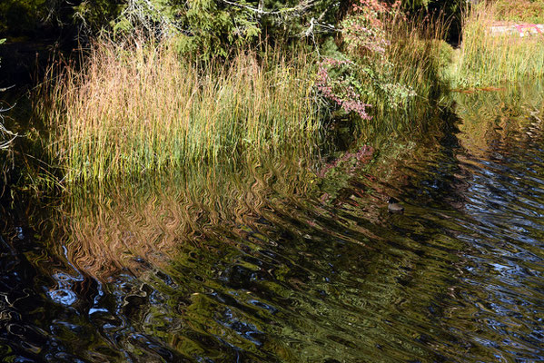 Nr. 307 / 2019 / Etang de la Gruère / 6016 x 4000 / JPG Datei