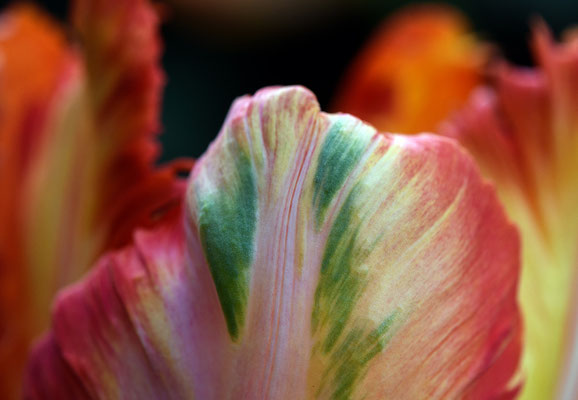 Woche 17 / Tulpenblatt