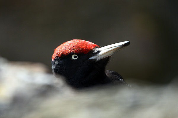 5174/ Woche 14 / Goldau, Tierpark, Schwarzspecht