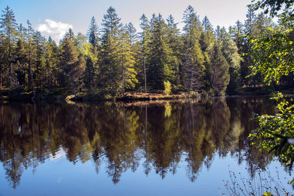 Nr. 3315 / 2019 / Etang de la Gruère / 6016 x 4000 / JPG Datei