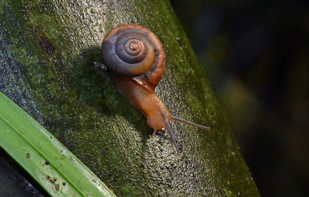 5213 / Woche 13 / Zoo Zürich Schnecke in Masoalahalle