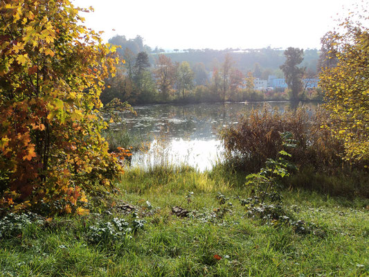 Nr. 267 / 30.10.2011 / Halbinsel Au, Wädenswil, Ausee, Blick Richtung Süden  / 4000 x 3000 / JPG Datei