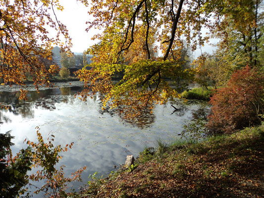 Nr. 262 / 30.10.2011 / Halbinsel Au, Wädenswil, Ausee, Blick Richtung Süden -West / 4000 x 3000 / JPG Datei