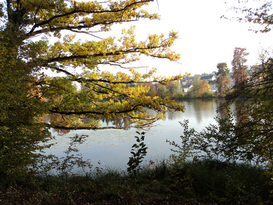 Nr. 263 / 30.10.2011 / Halbinsel Au, Wädenswil, Ausee, Blick Richtung Süden - Ost / 4000 x 3000 / JPG Datei