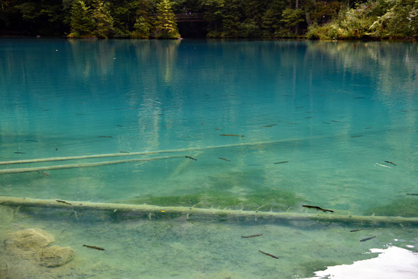 Nr. 325 / 2016 / Blausee / 6016 x 4016 / JPG-Datei